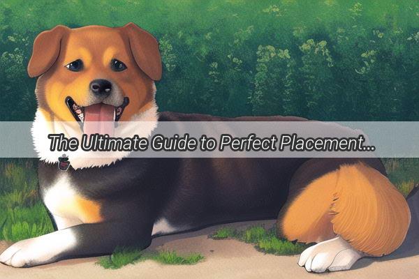 The Ultimate Guide to Perfect Placement How to Position Your Dogs Bowl for Optimal Meal Time